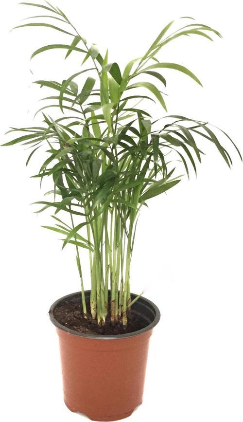 Chamaedorea Elegans (Dağ Palmiyesi)