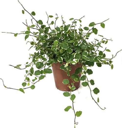 Ficus Pumila 'Variegata' (Kauçuk Çiçeği)