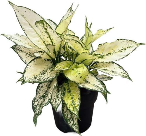 Aglaonema 'White Kiwi' (Çin Herdemyeşili)