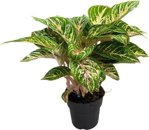Aglaonema 'Cocomelon' (Çin Herdemyeşili)