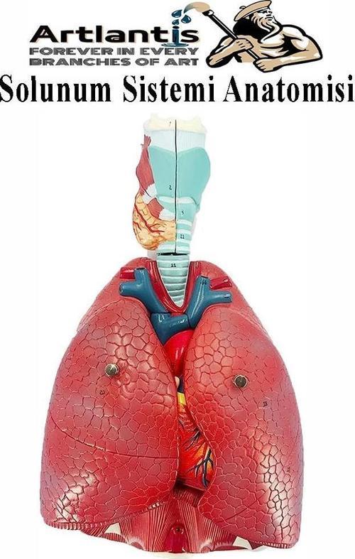 Solunum Sistemi Modeli 1 Adet 38x25 cm Akciğer Maketi Larinks ve Tiroid Modeli Anatomik Deney Bilim Tıbbi Model