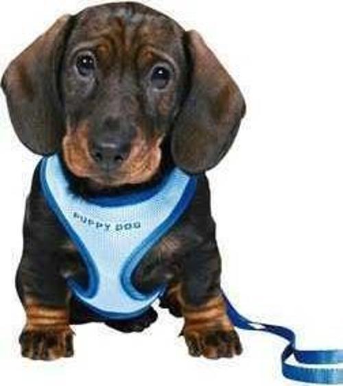 Yavru Köpek Göğüs Tasma Kayışı 23-34 Cm 2m/ 0mm