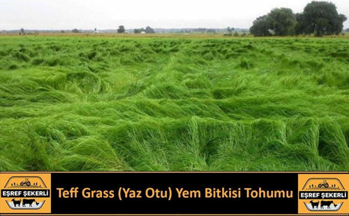 Yaz Otu (Teff Grass) Tohumu 5 Kg