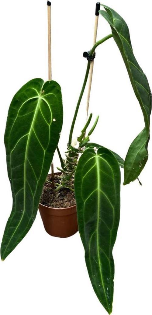 Anthurium Warocqueanum