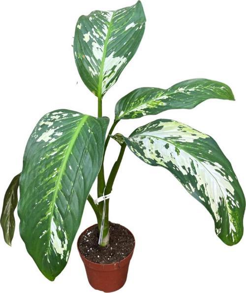 Dieffenbachia 'Yellow Star' (Difenbahya Çiçeği)