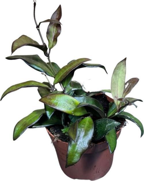 Hoya Rosita (Mum Çiçeği)