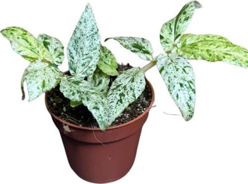Pellionia Repens 'Variegata'