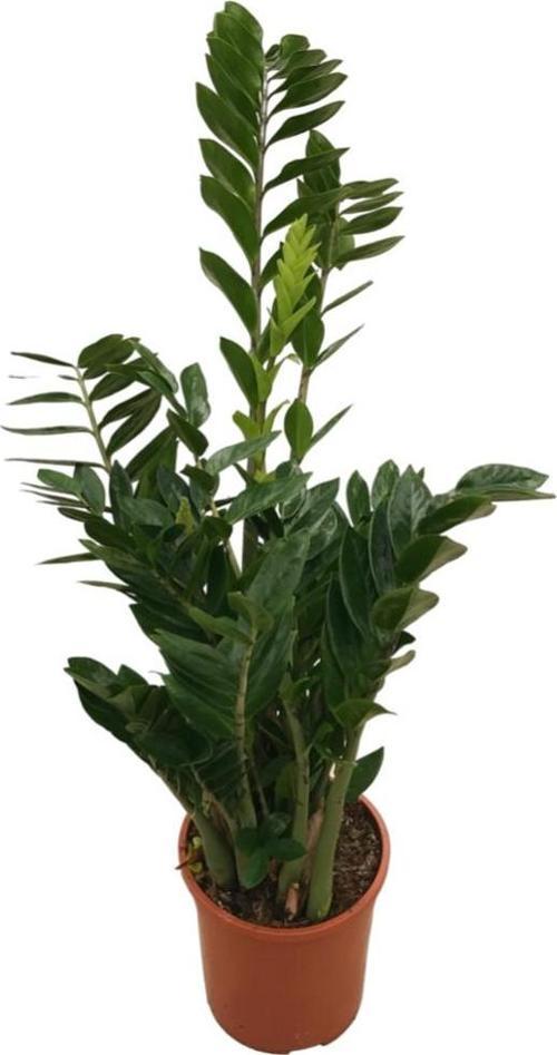Zamia Zamioculcas (Zeze Çiçeği)