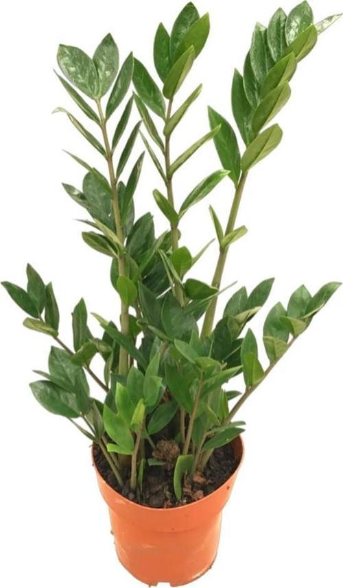 Zamia Zamioculcas (Zeze Çiçeği)