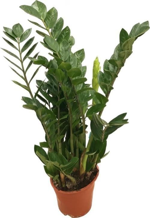 Zamia Zamioculcas (Zeze Çiçeği)