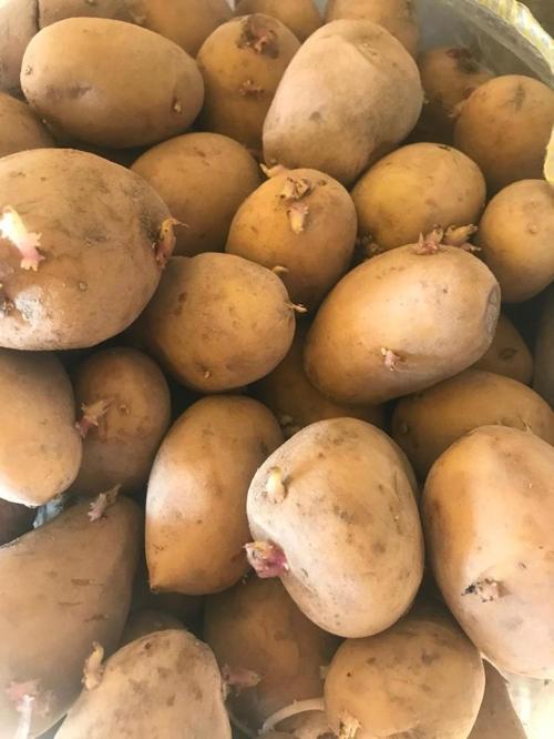 Agria Yerli Tohumluk Patates 10 Kg