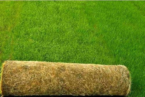 ÇİM TOHUMU 4 LÜ KARIŞIM 1 KG