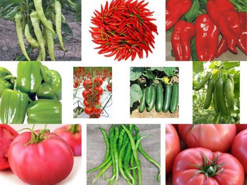 Yerli 10 Çeşit Sebze Tohumu Seti Ort 625 Ad Tohum+Gübre - Mix 3
