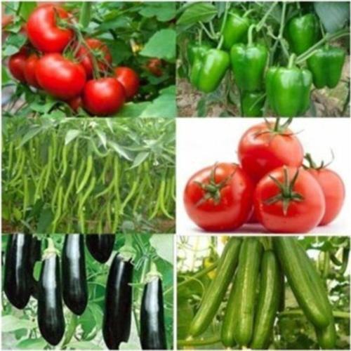 YERLİ 500 ADET SEBZE TOHUMU SETİ +10 LT TORF