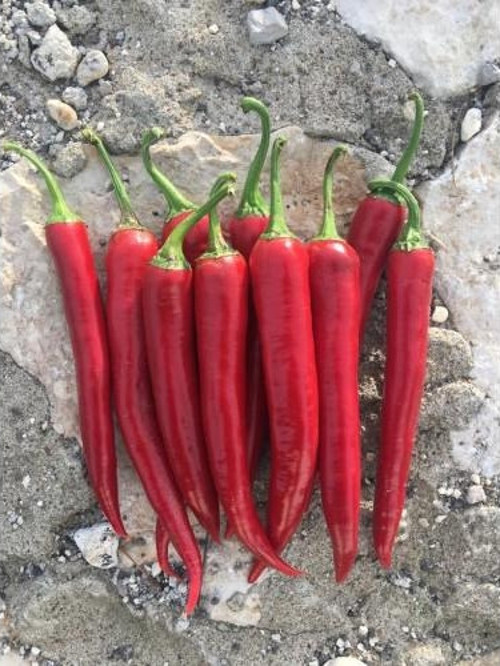 Yerli Acı Biber Tohumu 10 Gr Ort 1200 Ad Tohum