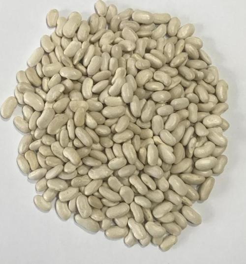 YERLİ ALMAN AYŞE SIRIK FASULYE TOHUMU 100 GR