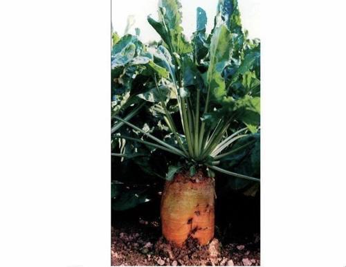 HAYVAN PANCARI-YEMLİK PANCAR TOHUMU 500 GR