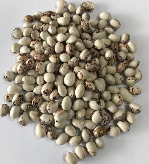 YERLİ AYŞE KADIN OTURAK FASULYE TOHUMU 500 GR (KAHVE ÇİZGİLİ BEYAZ)