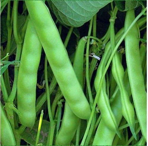 YERLİ AYŞE KADIN SIRIK FASULYE TOHUMU 100 GR (KAHVE ÇİZGİLİ BEYAZ)