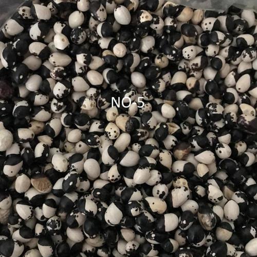 YERLİ AYŞE KADIN SIRIK FASULYE TOHUMU 100 GR (SİYAH BEYAZ)