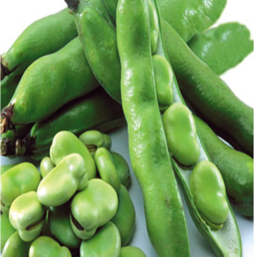 Yerli Bakla Tohumu 100 Gr ( Ort 60 Ad Tohum)