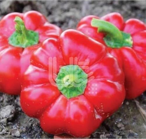 Yerli Ata Tohumu Domates Biberi 50 Adet