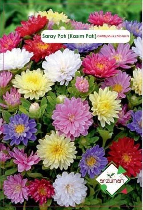 SARAY PATI (KASIM PATI) ÇİÇEĞİ TOHUMU 50 ADET