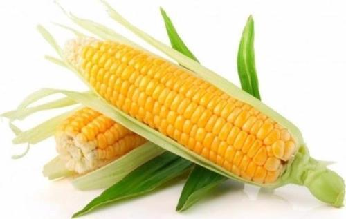 Yerli İri Tane Mısır Tohumu 250 Gr