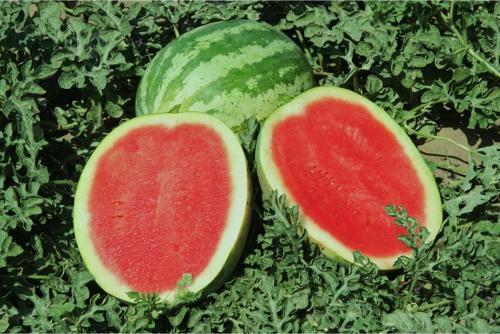 Yerli Karpuz  Tohumu - 10 Gr (Ort 100 Ad Tohum)