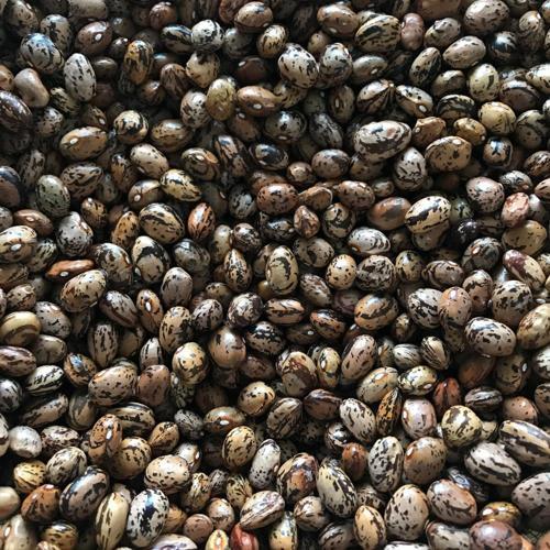 YERLİ UZUN-ENLİ ERKEN SIRIK FASULYE TOHUMU 100 GR (ALACALI)