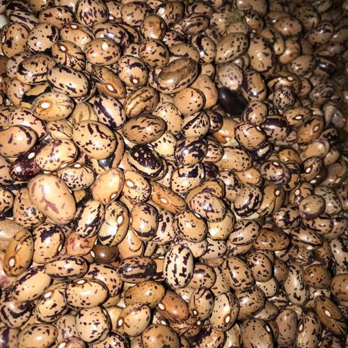 YERLİ UZUN-ENLİ ERKEN SIRIK FASULYE TOHUMU 500 GR (ALACALI)