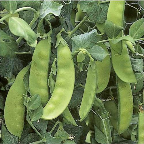 Yerli Yaprak Bezelye Tohumu 50 gr (Takribi 150 tohum) İlaçlı