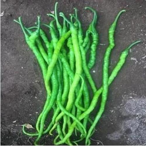 Yerli Kıl Tatlı Biber Tohumu 10 Gr (Ort 1200 Tohum)