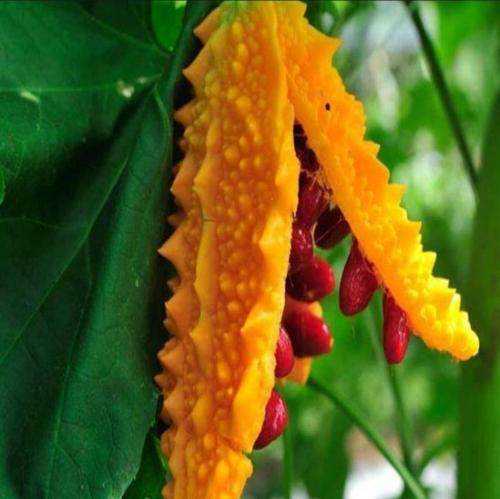 Yerli Ata Tohumu Kudret Narı 2 Adet