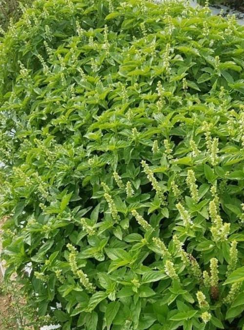 Yerli Ata Tohumu Limon Fesleğen 50 Adet
