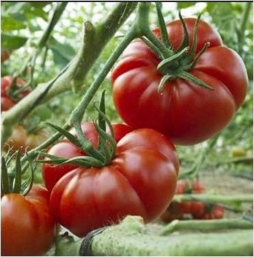 Yerli Köy Domatesi Tohumu (MARMANDE) 1 Gr (Ort 250 Ad Tohum)