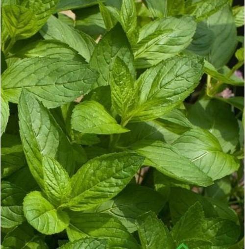 Yerli Ata Tohumu Nane 50 Adet