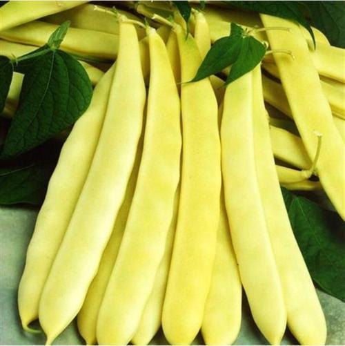 TURŞULUK OTURAK FASULYE TOHUMU (ERBAL) 500 GR