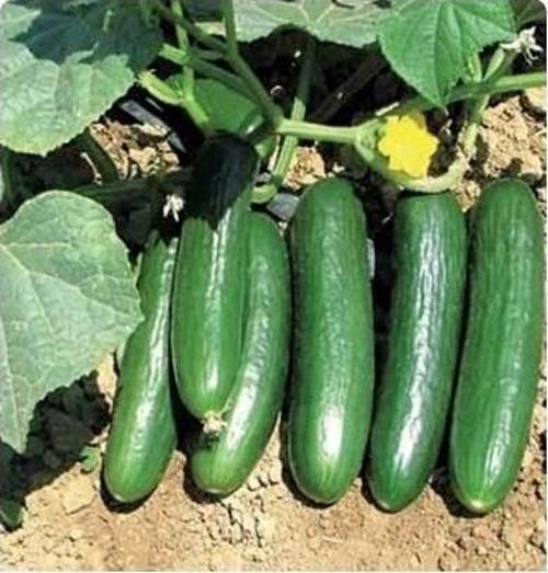Yerli Oturak Salatalık Tohumu 5 Gr (Ort 150 Ad Tohum)