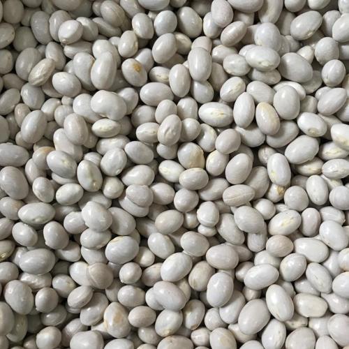 Yerli Ata Tohumu Oturak Şeker Fasulyesi 25 Gr