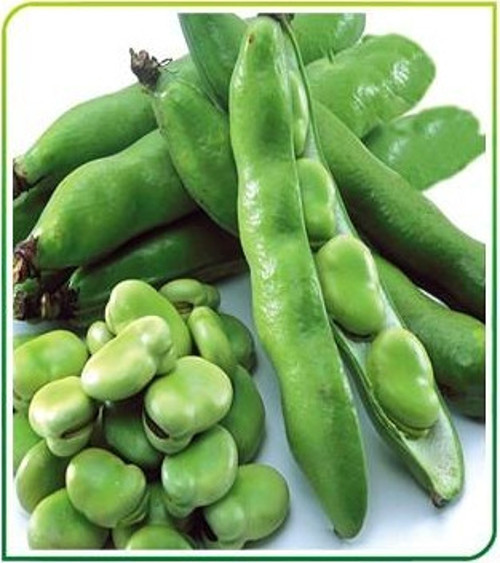 Yerli Ata Tohumu Sakız Bakla 50 Gr