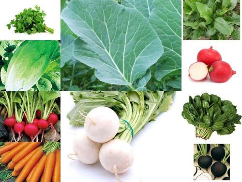 YERLİ 10 ÇEŞİT KIŞLIK TOHUM SETİ-1 ORT 1800 AD+GÜBRE