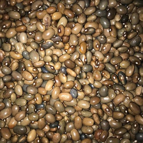 Yerli Sırık Uzun-Enli Turşuluk Fasulye 100 Gr (Boz)