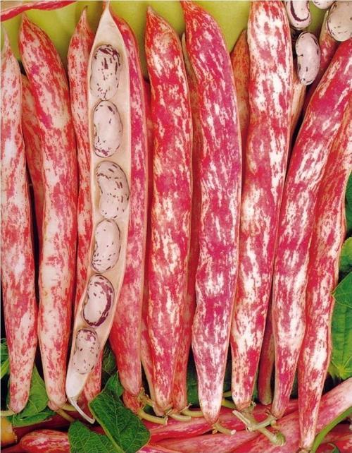 Yerli Ata Tohumu Sırık Barbunya 25 Gr (Uzun Tohum)
