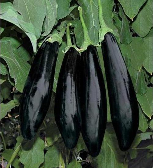 Yerli Siyah Patlıcan Tohumu 10 Gr (Ort 2000 Ad Tohum)