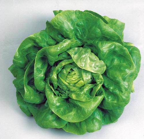 Yerli Tereyağlı Kıvırcık Marul Tohumu 10 Gr (Ort 7500 Ad Tohum)