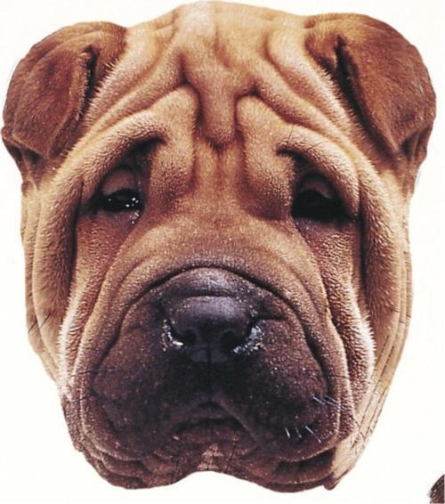 Altı Kaymaz 20 x 23 cm Natura Serisi Kırışık Köpek Yüzü Resimli Mouse Pad