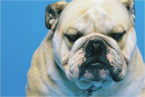Altı Kaymaz 23 x 20 cm Natura Serisi Bulldog Köpek Resimli Mouse Pad
