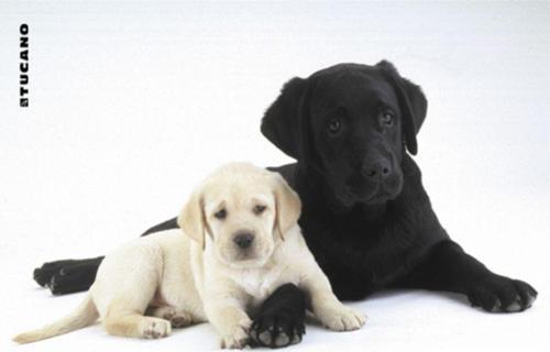 Altı Kaymaz 23 x 20 cm Natura Serisi Siyah Beyaz Köpekler Resimli Mouse Pad