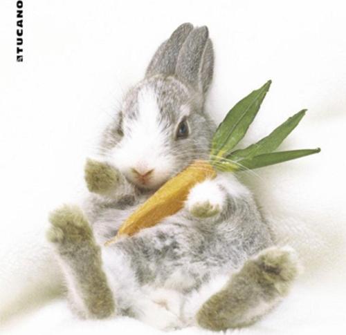 Altı Kaymaz 23 x 20 cm Natura Serisi Tavşan Resimli Mouse Pad